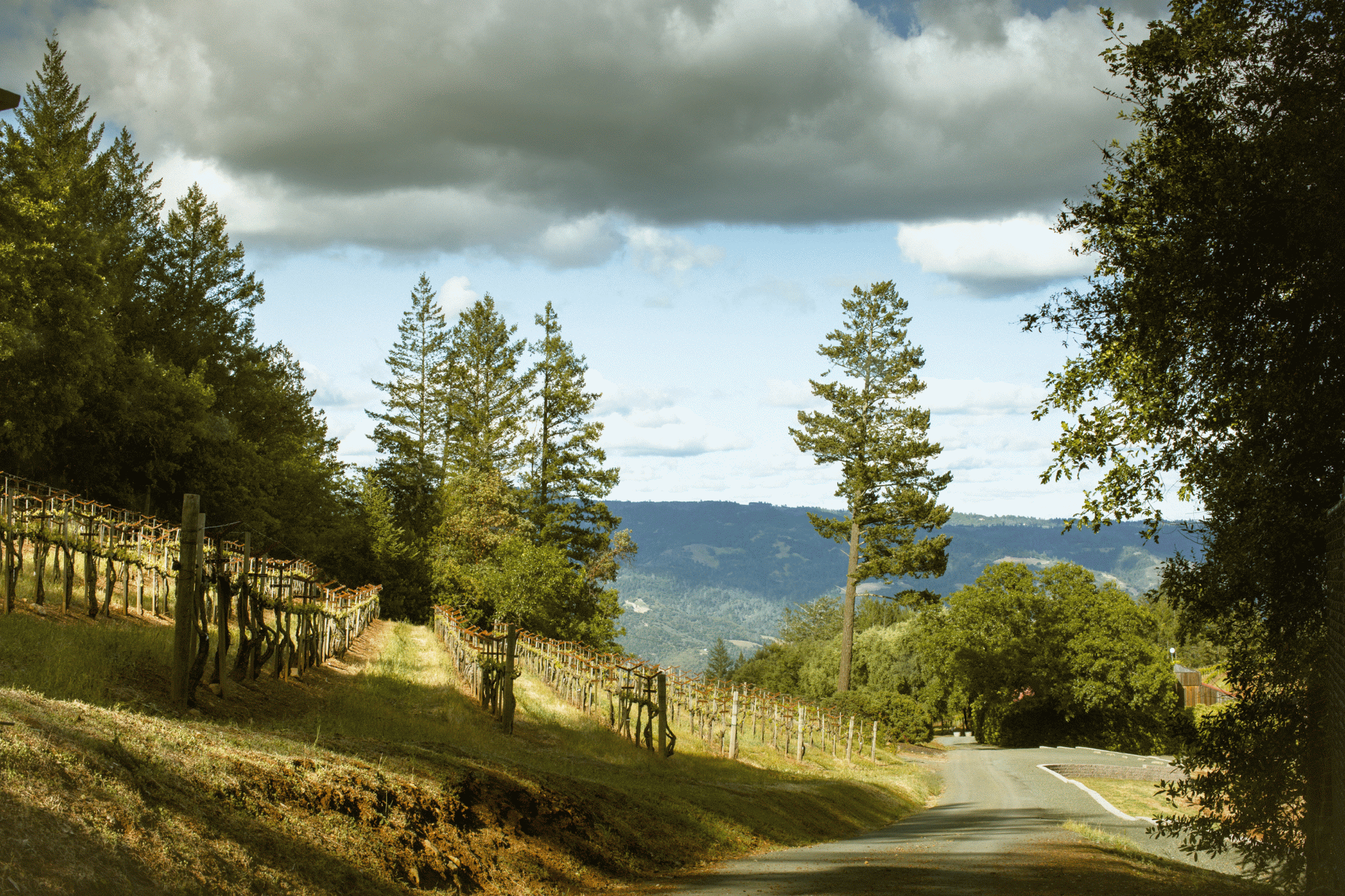 Smith-Madrone vineyards in Napa County